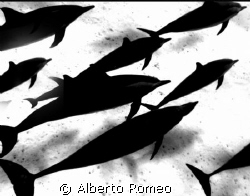 SILHOUETTES OF DOLFINS NEAR SAND BOTTOM.  FREE SKIN DIVIN... by Alberto Romeo 